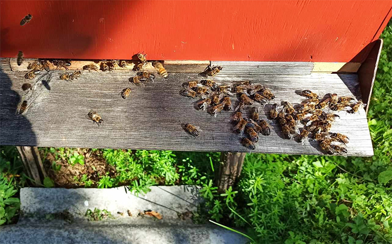 Isamesilaste elu pole meelakkumine - sügisel aetakse tarust välja.
